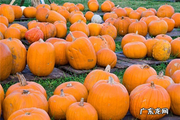 南瓜有什么功效 南瓜的作用与功效