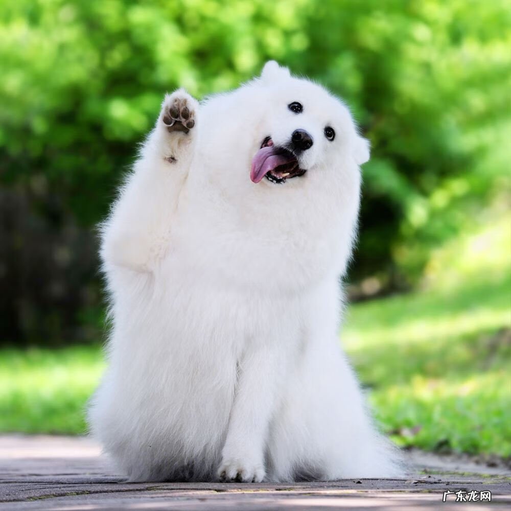 小狗一直拉稀怎么回事 小狗拉稀了怎么办啊