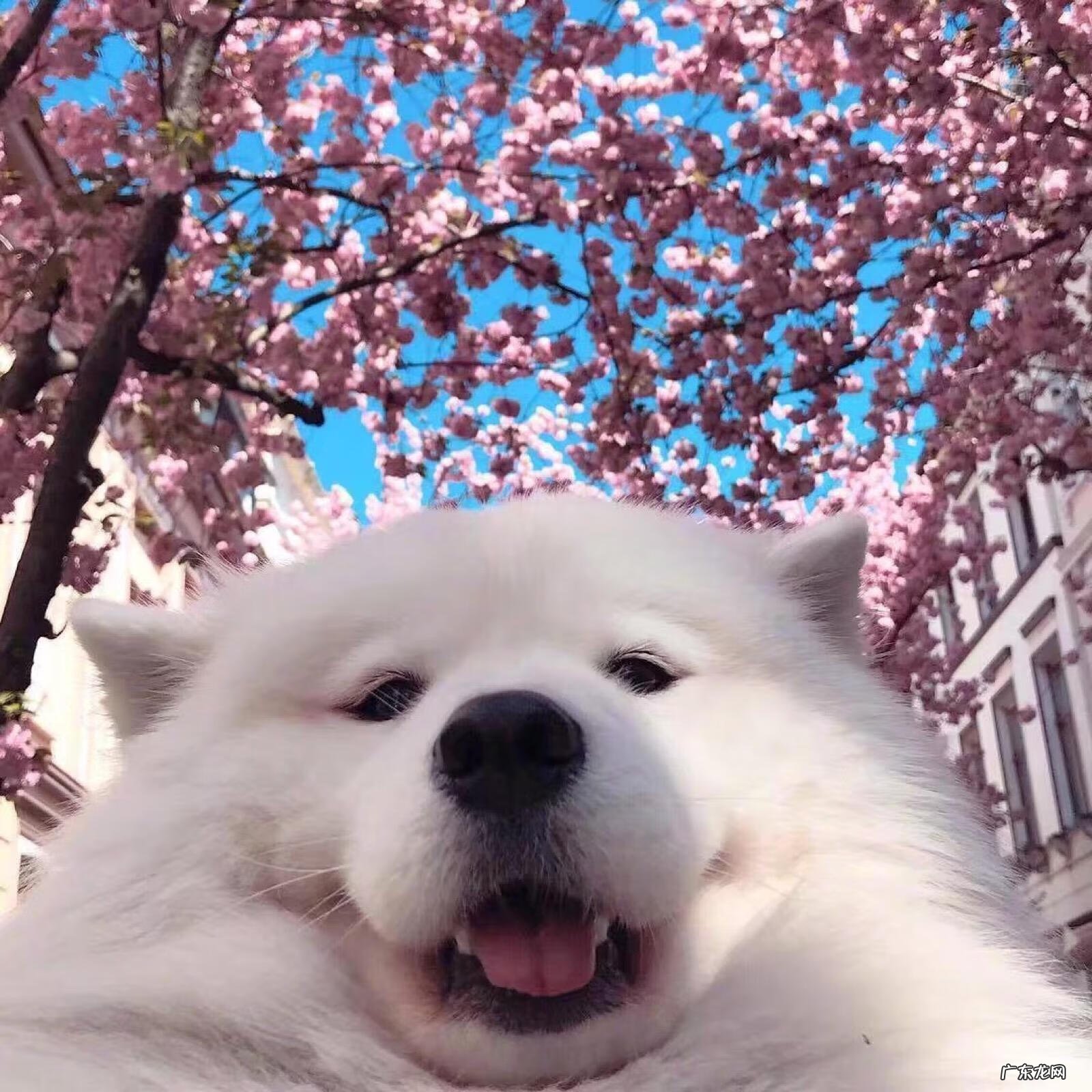 小狗一直拉稀怎么回事 小狗拉稀了怎么办啊