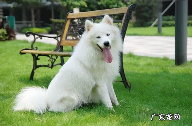 小狗一直拉稀怎么回事 小狗拉稀了怎么办啊