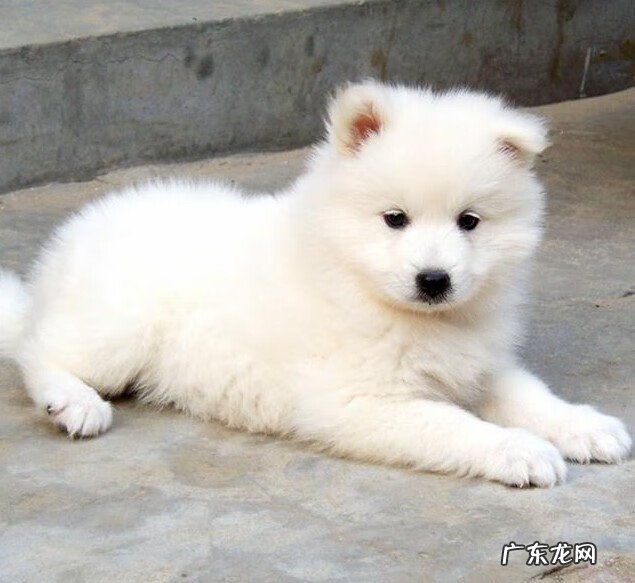 小狗一直拉稀怎么回事 小狗拉稀了怎么办啊