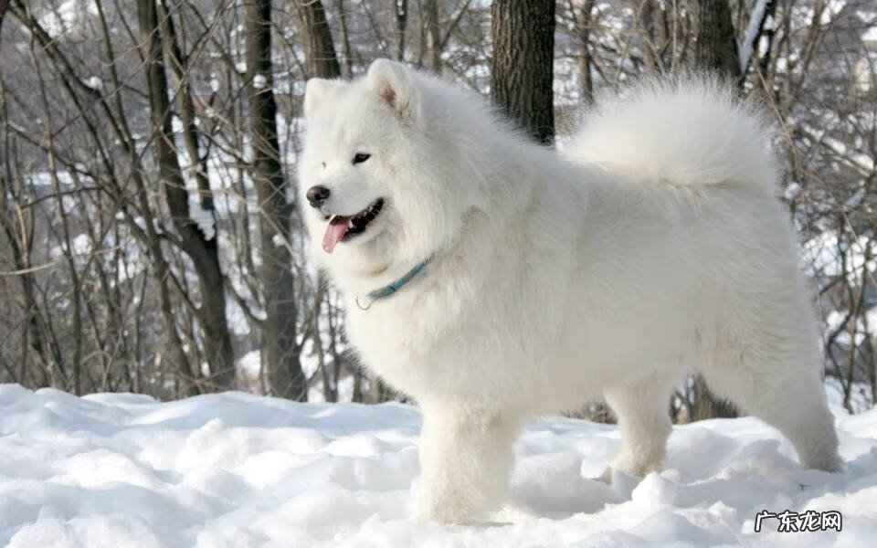 小狗一直拉稀怎么回事 小狗拉稀了怎么办啊