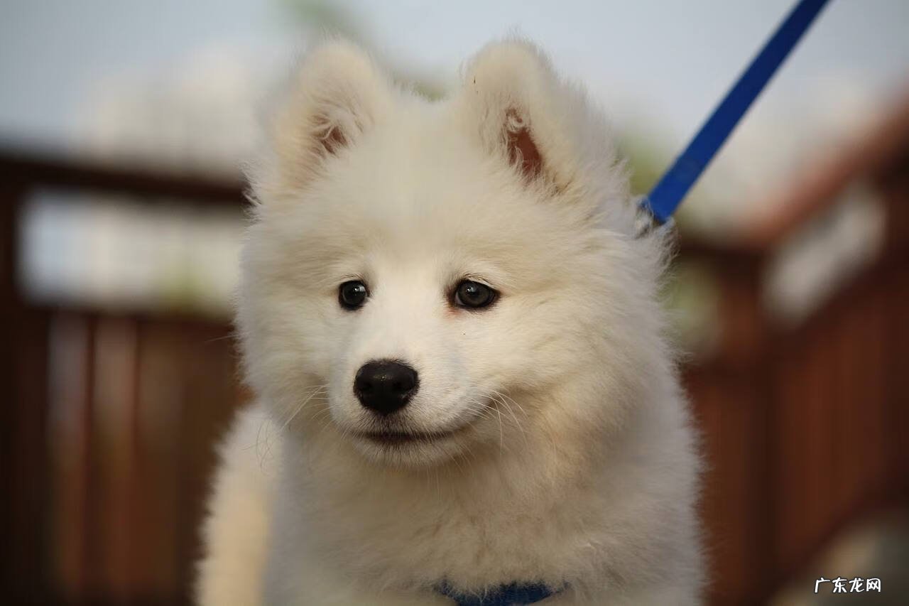 小狗一直拉稀怎么回事 小狗拉稀了怎么办啊