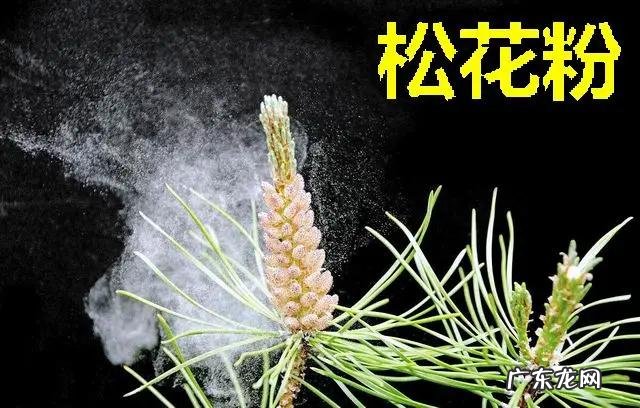 花粉如何食用 花粉怎么吃有什么作用