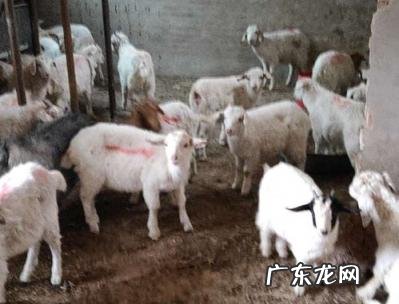 羊肚子怎么做好吃好吃 羊肚怎么做好吃又简单视频教程