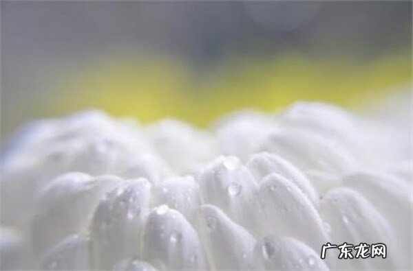 炒白芍功效与作用点的功效 炒白芍的功效与作用与主治