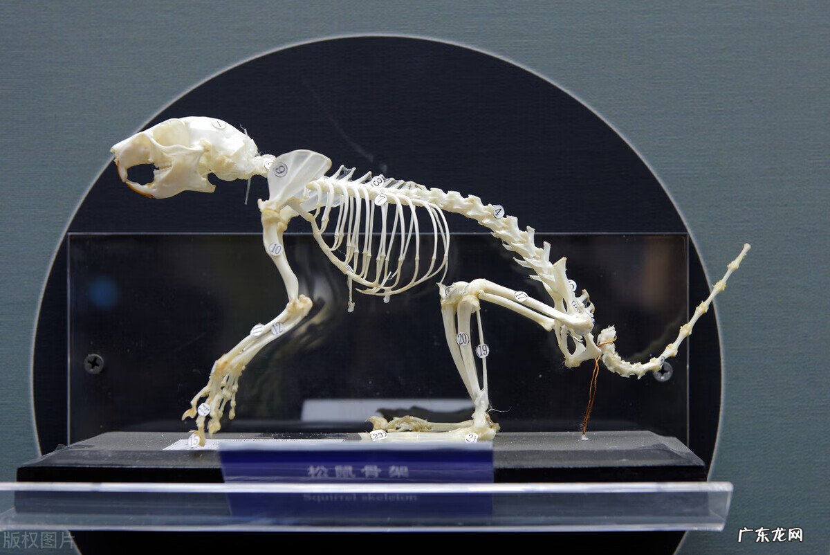 失落的遗迹 失落大陆类似的文