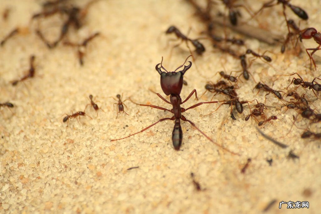 日本恐怖电影漩涡 蚂蚁死亡漩涡