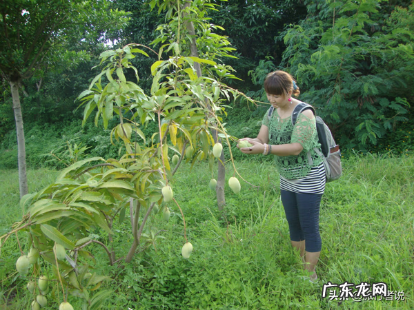 广西风水龙脉图