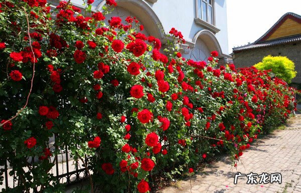 北方爬藤月季最好品种 家里种爬藤月季风水好吗