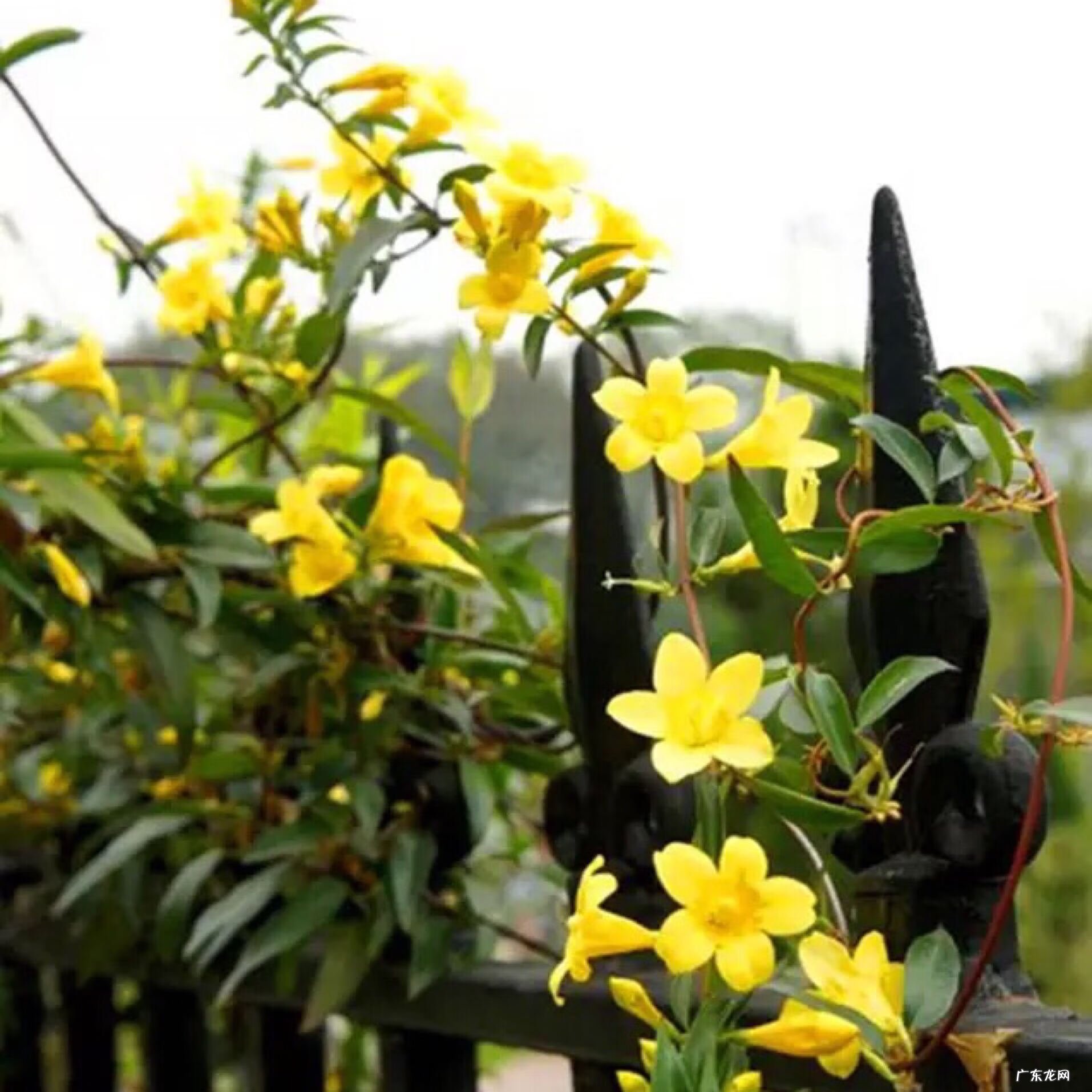 北方爬藤月季最好品种 家里种爬藤月季风水好吗