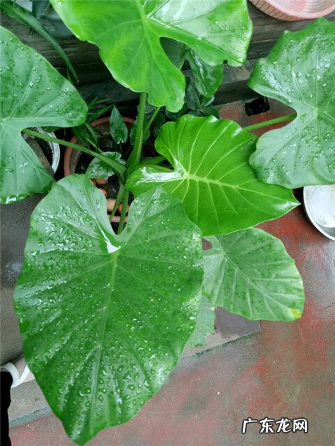 北方爬藤月季最好品种 家里种爬藤月季风水好吗