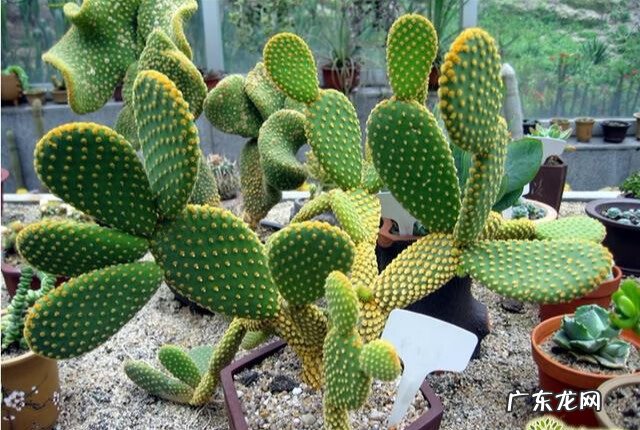 北方爬藤月季最好品种 家里种爬藤月季风水好吗