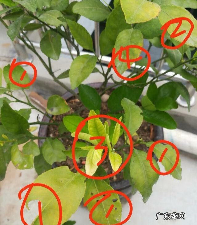 北方爬藤月季最好品种 家里种爬藤月季风水好吗