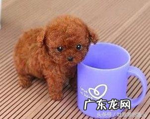 泰迪茶杯体 茶杯泰迪熊资料