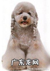 泰迪茶杯体 茶杯泰迪熊资料