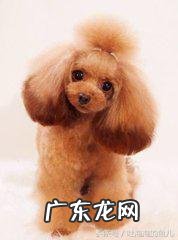 泰迪茶杯体 茶杯泰迪熊资料