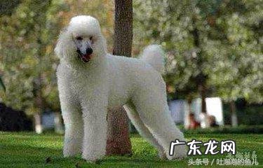 泰迪茶杯体 茶杯泰迪熊资料