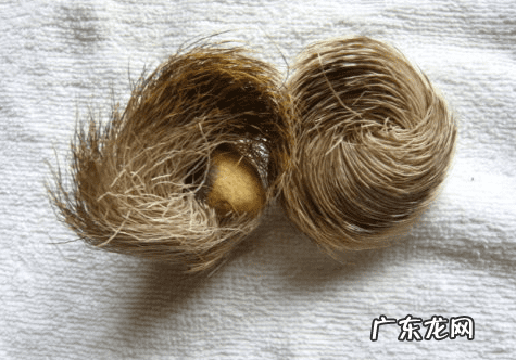 小地龙 藏地龙有什么作用