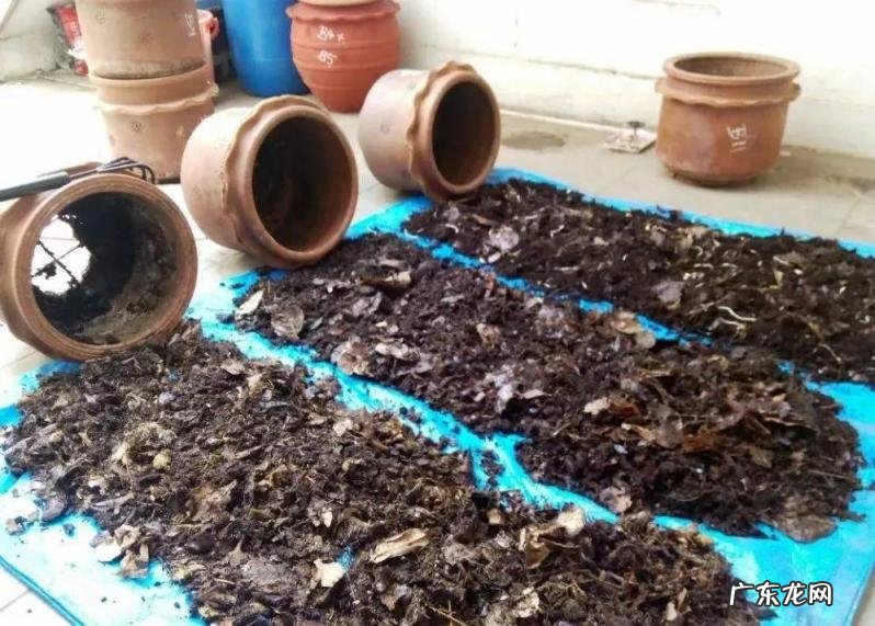 自制花肥非常简单的方法有哪些,怎样自己动手制作花肥