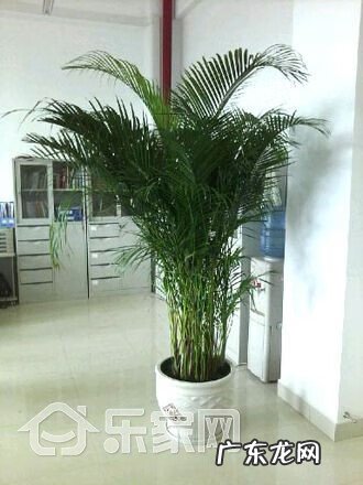 农村爬山虎花图片大全 爬山虎在风水中的作用