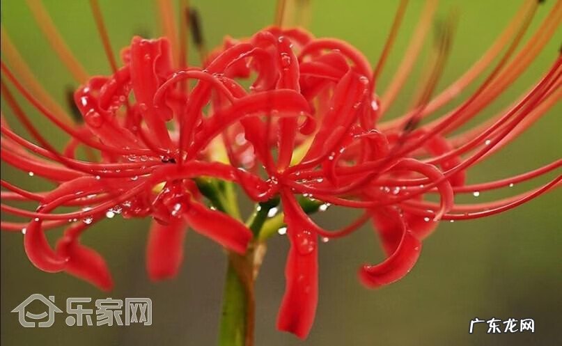 农村爬山虎花图片大全 爬山虎在风水中的作用