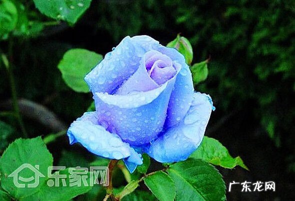 农村爬山虎花图片大全 爬山虎在风水中的作用