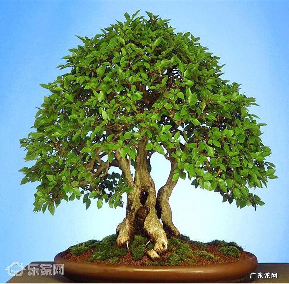 农村爬山虎花图片大全 爬山虎在风水中的作用