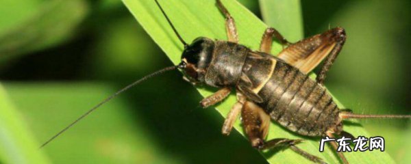 蛐蛐饲养秘诀是什么,养蛐蛐要注意什么