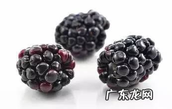 红桑椹的功效与作用 桑椹的功效与作用-食用方法及禁忌桑椹怎么吃