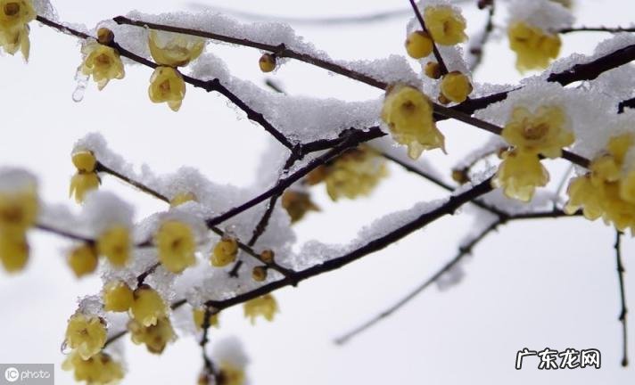 王安石最著名的10首古诗是什么 王安石的古诗有哪些古诗