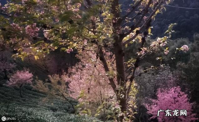 王安石最著名的10首古诗是什么 王安石的古诗有哪些古诗