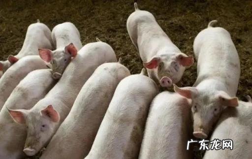 猪吃的野菜有哪些图片,猪吃什么野菜瘦的快