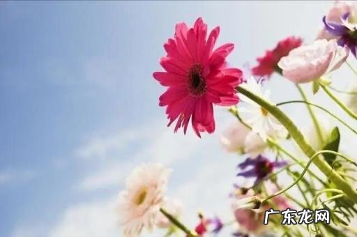 泰戈尔《生如夏花》在线阅读 泰戈尔生如夏花英文版