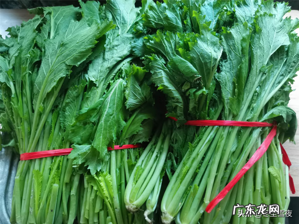 雪里红用开水烫的腌制 雪里红的腌制方法大全