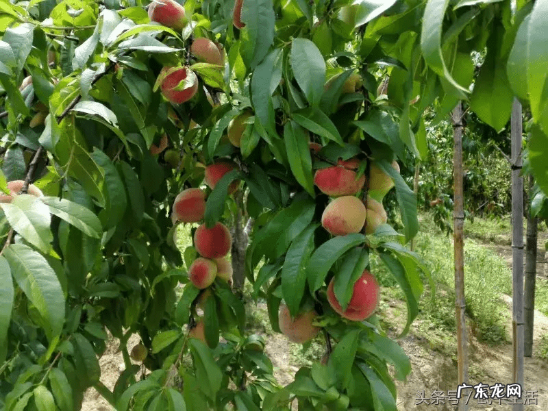 狮子地的风水特征 狮子山形风水