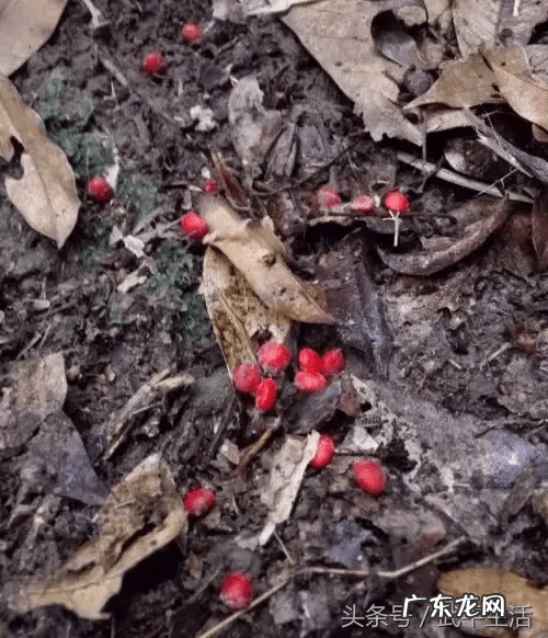 狮子地的风水特征 狮子山形风水