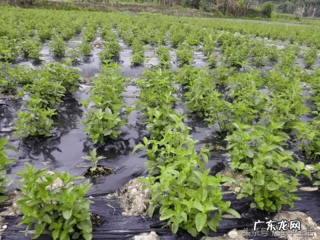 狮子地的风水特征 狮子山形风水