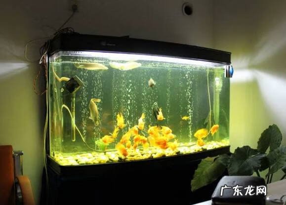 鸡肉和红薯相克吗 用红桶装水风水上会相克吗