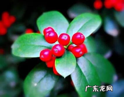 红果无刺枸骨球 无刺枸骨球价格