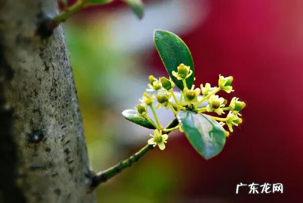 红果无刺枸骨球 无刺枸骨球价格