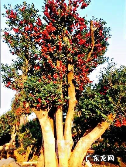 红果无刺枸骨球 无刺枸骨球价格