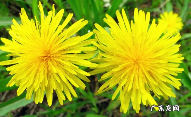 黄花菜的营养价值和药用价值 黄花菜的药用价值是什么