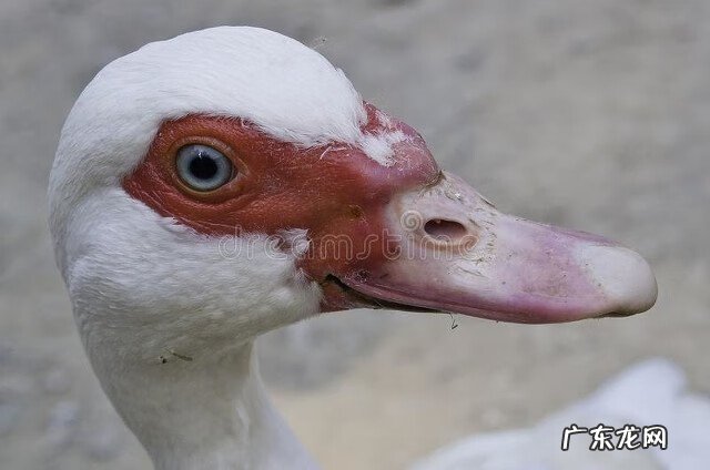 黄花菜的营养价值和药用价值 黄花菜的药用价值是什么