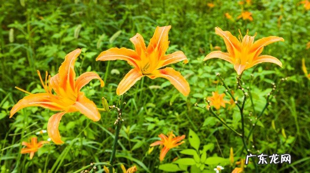 黄花菜的营养价值和药用价值 黄花菜的药用价值是什么