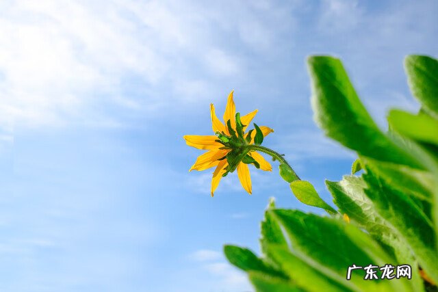 黄花菜的营养价值和药用价值 黄花菜的药用价值是什么