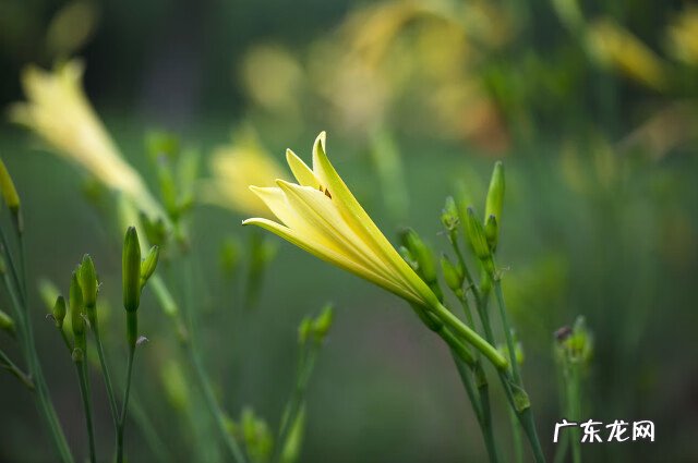 黄花菜的营养价值和药用价值 黄花菜的药用价值是什么
