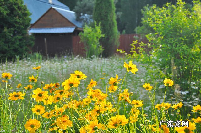 黄花菜的营养价值和药用价值 黄花菜的药用价值是什么
