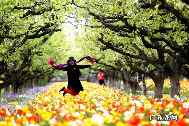 黄花菜的营养价值和药用价值 黄花菜的药用价值是什么