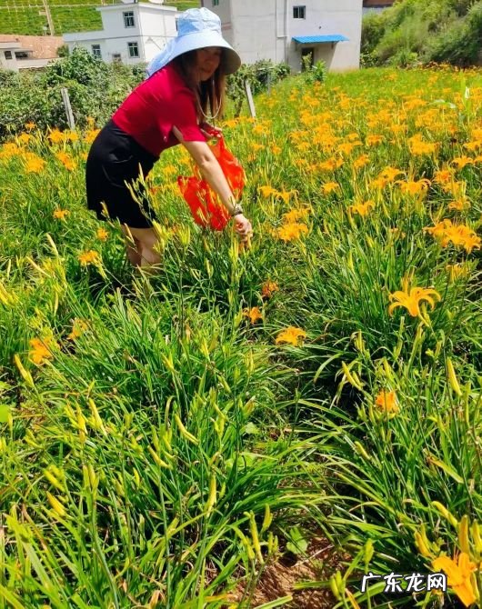 黄花菜的营养价值和药用价值 黄花菜的药用价值是什么